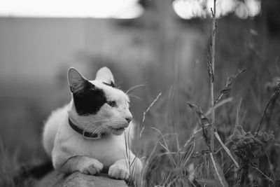 Close-up of a cat looking away