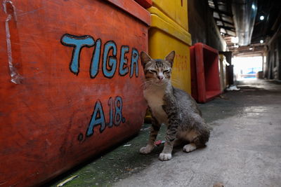 Stray cat sitting by container