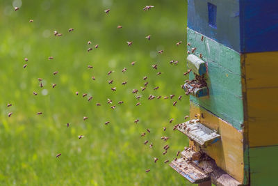 Close-up of bee on wall