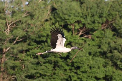 Bird flying over a land