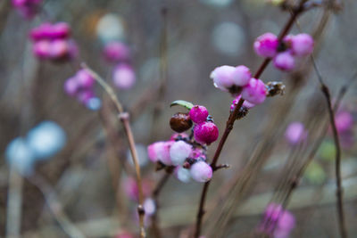 Close-up of pink cherry blossoms