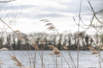 Close-up of dry plants against sky