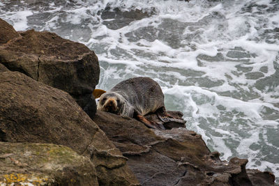 View of turtle on rock