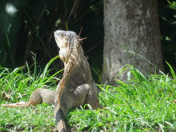 Close-up of squirrel on grass