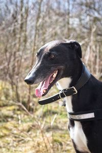 Close-up of black dog against trees