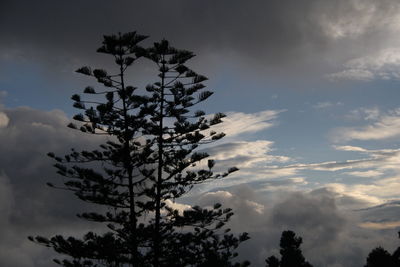 Low angle view of tree against sky