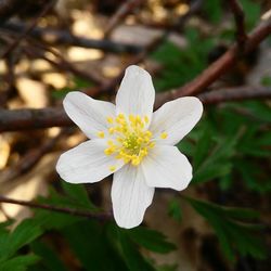 Close-up of white flower