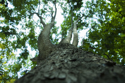 Low angle view of trees in forest