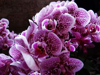 Close-up of pink orchids