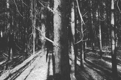 Bare trees in forest