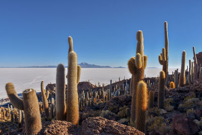 Cactus growing in desert against clear blue sky