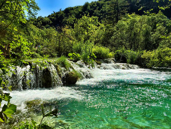 Scenic view of river flowing through forest