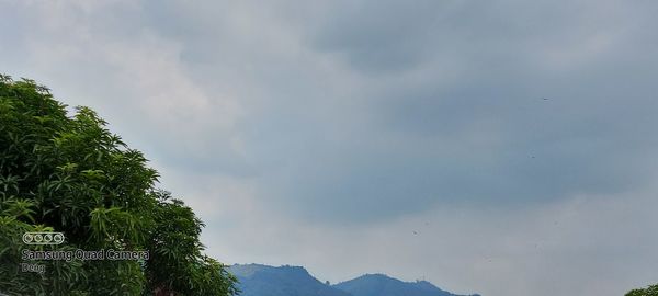 Low angle view of trees against sky