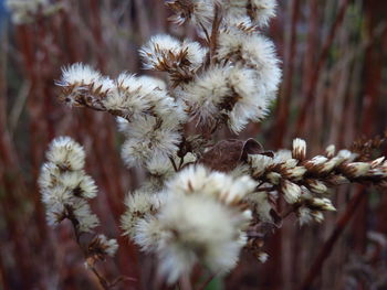 Close-up of thistle