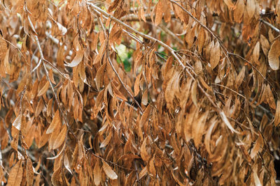 Close-up of dry leaves on field