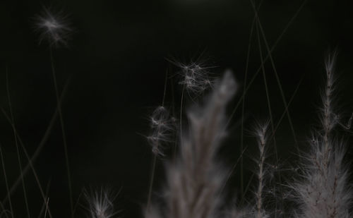 Close-up of dandelion
