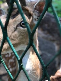 Close-up of deer