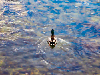 High angle view of ducks in lake