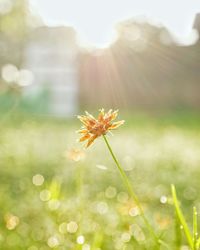 Close-up of flowering plant against bright sun