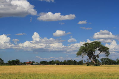 Scenic view of agricultural field against sky