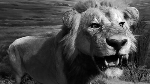Close-up portrait of a horse