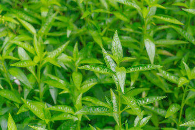 Close-up of wet leaves on plant during rainy season