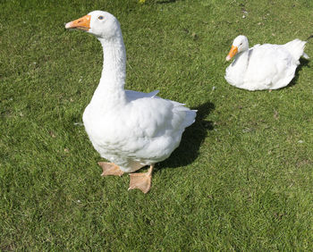 High angle view of white swan on field