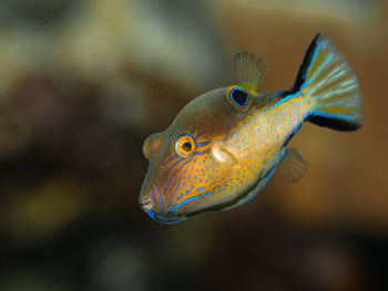 Canthigaster rostrata, the sharpnose pufferfish