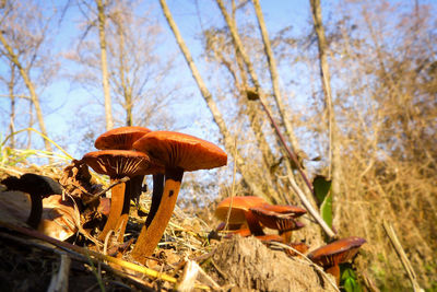 Close-up of mushroom growing against sky