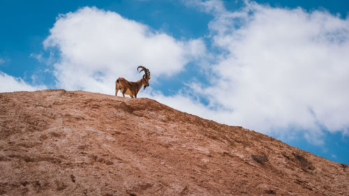 Low angle view of horse standing on mountain against sky