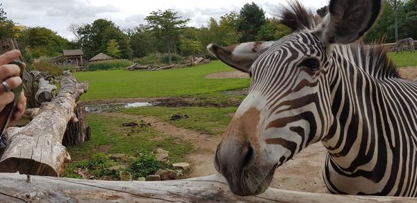 Zebras in a zoo