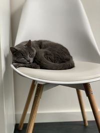 Cat sleeping on chair