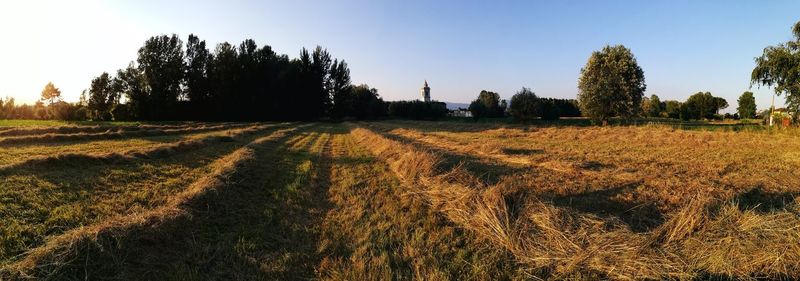 Scenic view of field against clear sky