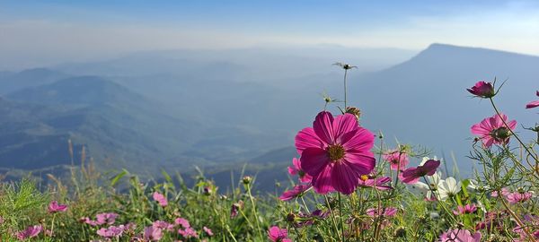 Pink flowering plants and mountains against sky