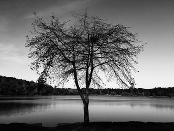 Single tree by water against sky