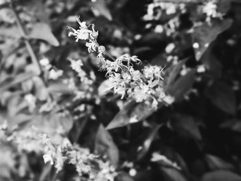 Close-up of flowers