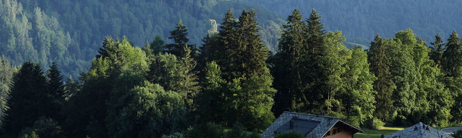 Panoramic view of pine trees in forest against sky