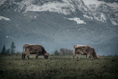 Two cows grazing in front of a mountain