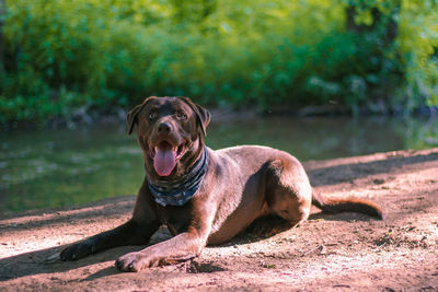 Portrait of dog sitting outdoors