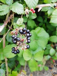 Close-up of berries growing on plant