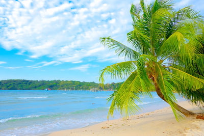 Palm trees on beach against sky