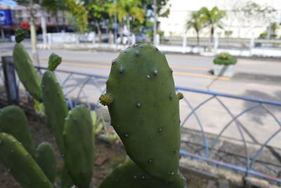 Close-up of succulent plant on street