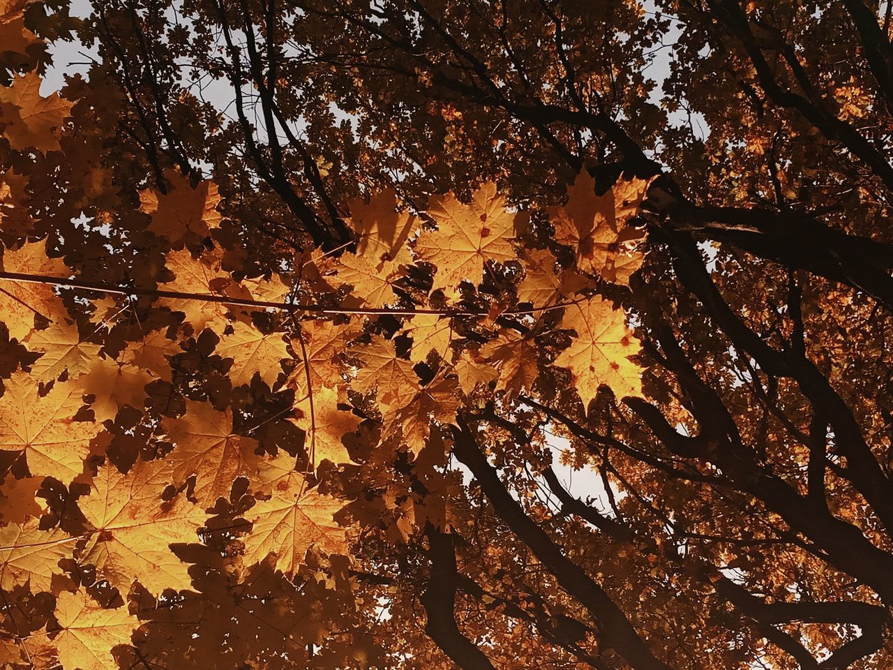 October #day #Nature  #EyeEm #landscape #nature #photography #photography #forest #tree #beautiful # #autumn #leaves #leaf #orange  #Background #sunlight