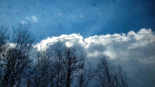 Low angle view of bare trees against sky