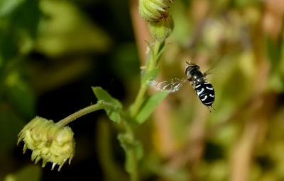 Close-up of insect flying over plant