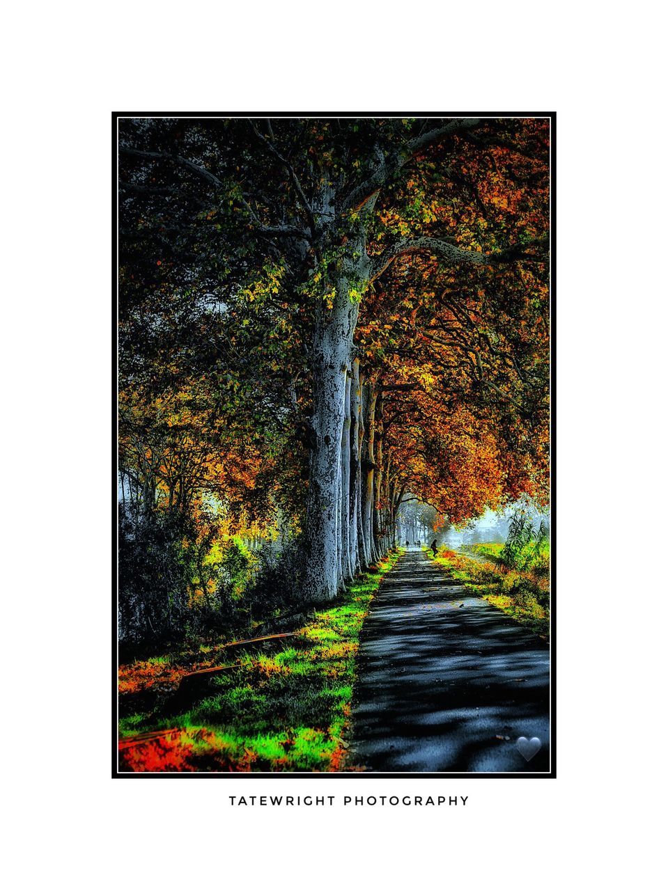 TREES AND PLANTS ON ROAD