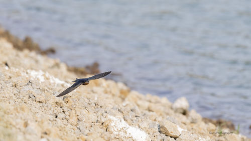 Close-up of bird flying over sea