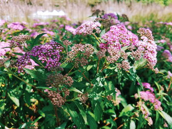 Close-up of pink flowers