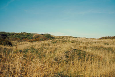 North german dune landscape on with meadow in sunlight