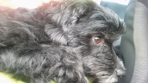 Close-up portrait of dog